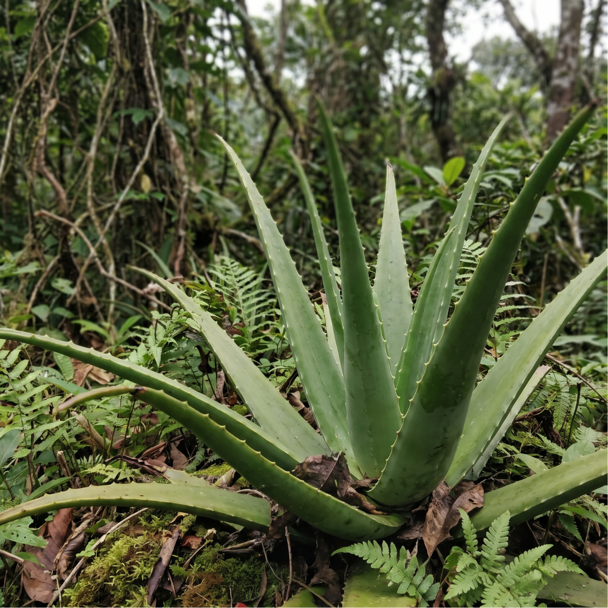 Aloe Vera (Aloe barbadensis Miller) – sukkulente Wüstenpflanze mit fleischigen Blättern und jahrtausendealter Tradition in der Pflanzenkunde.