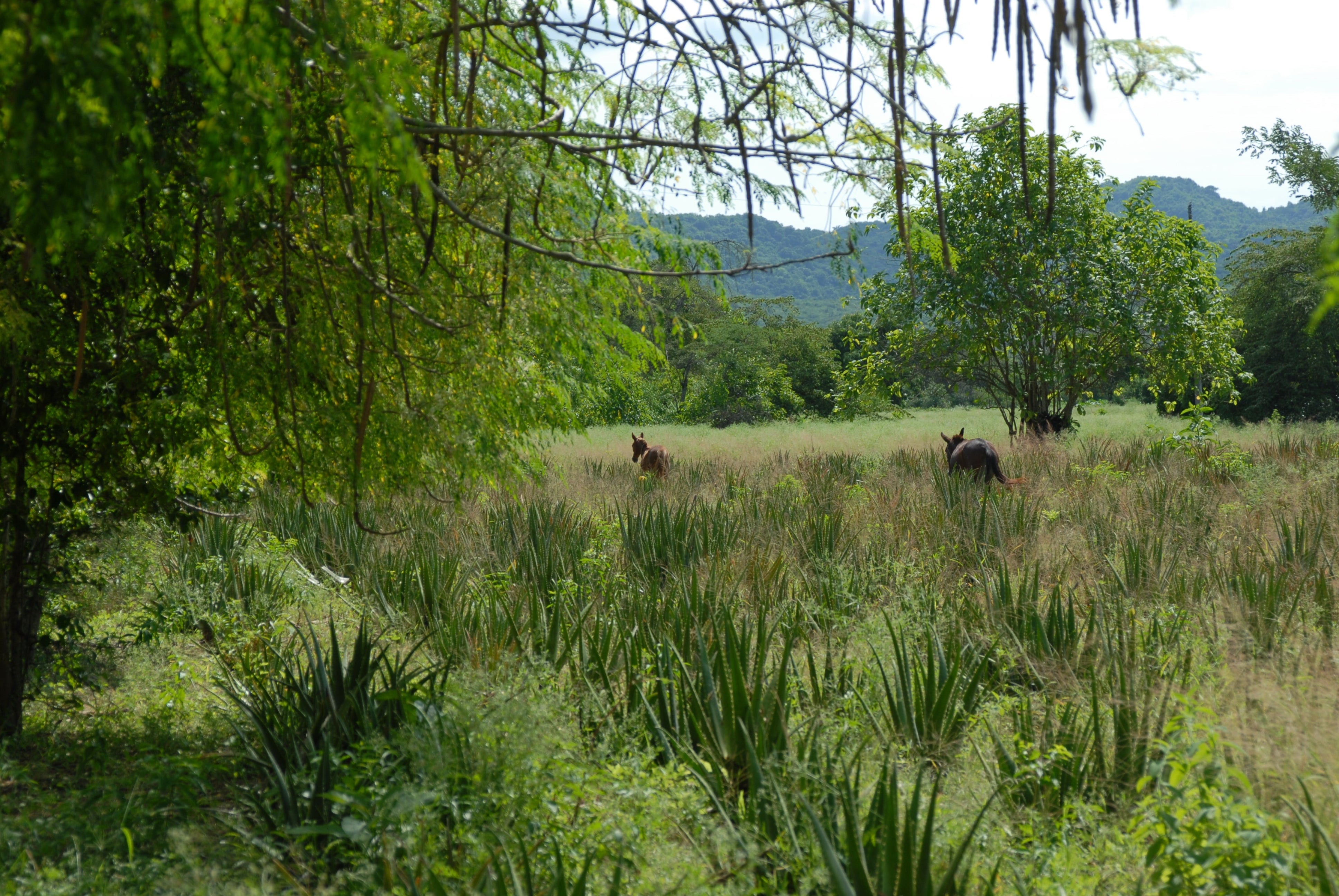 Aloe Vera Anbau in Mexico mit Pferden im Feld
