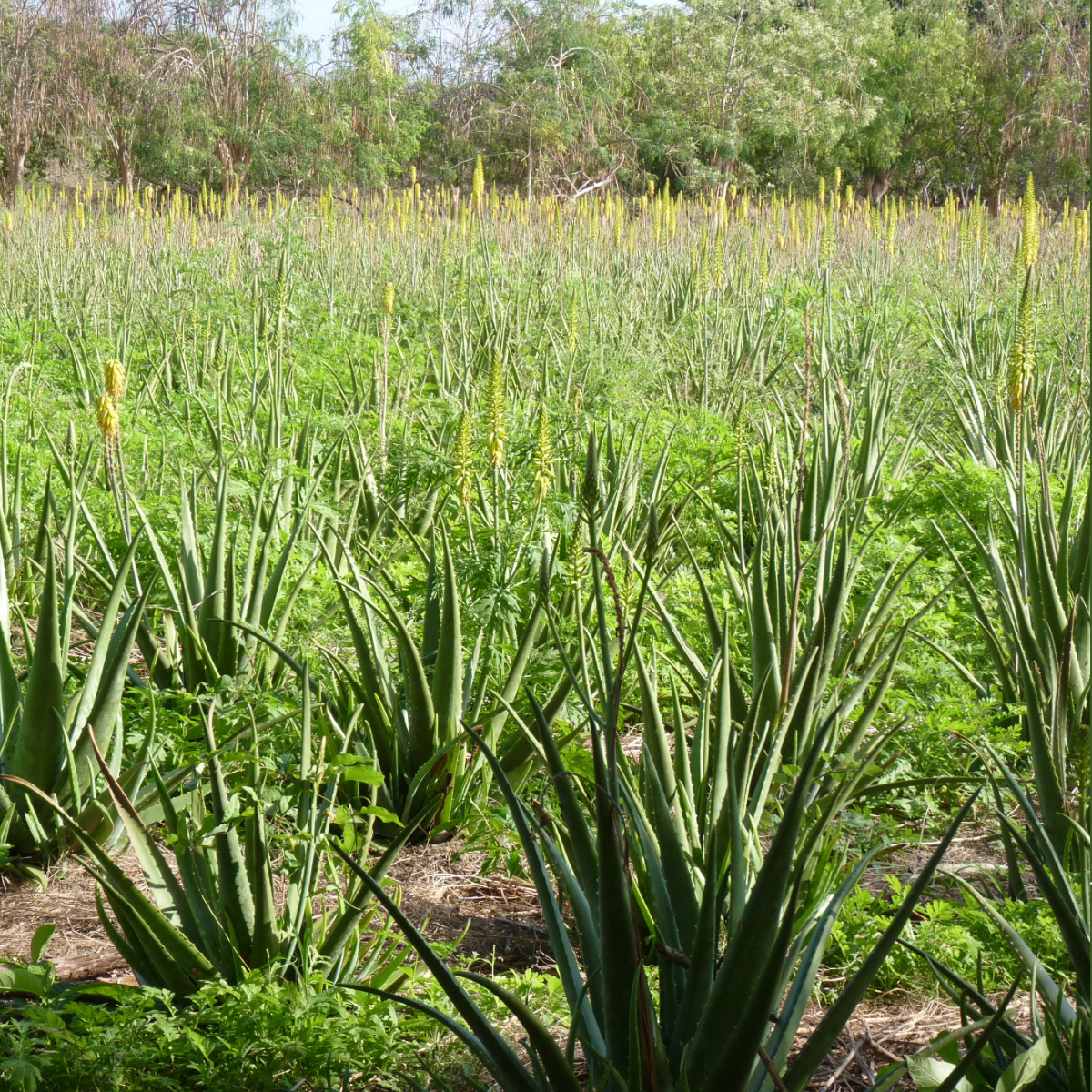 Mischkulturfeld mit Aloe Vera Pflanzen