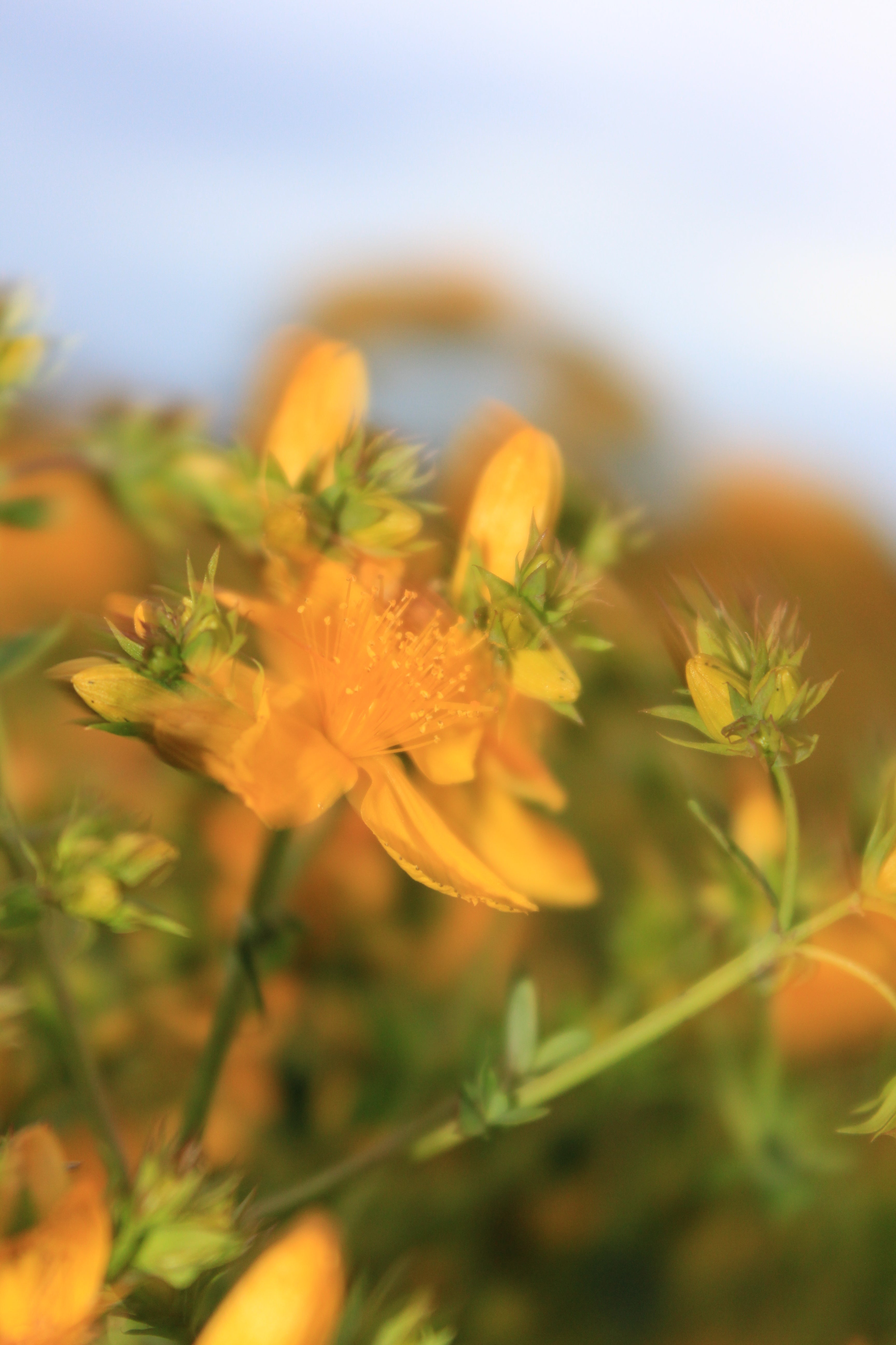 Großaufnahme von einer Johanniskrautblüte in Feld