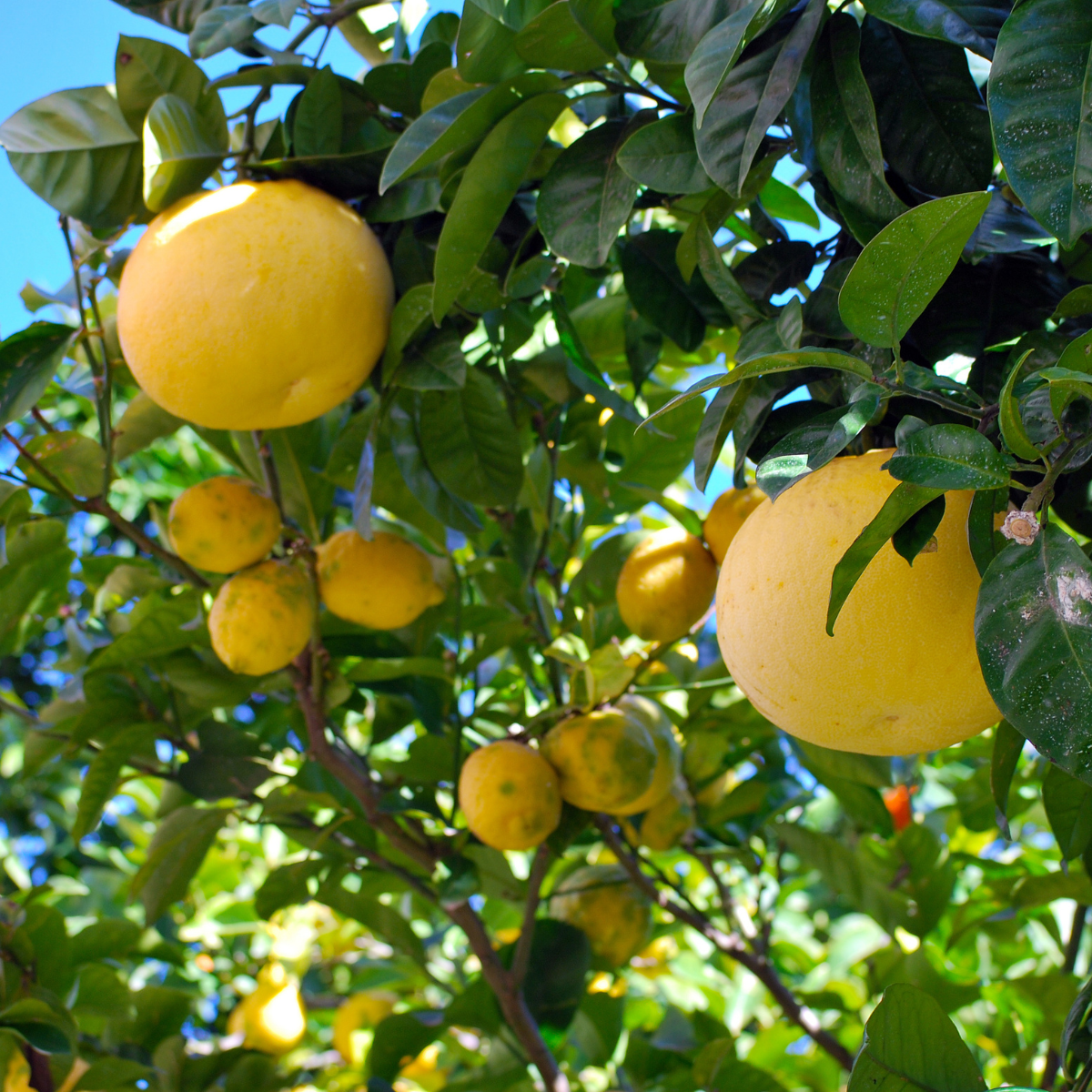 Grapefruit (Citrus paradisi) – aromatische Zitrusfrucht mit saftigem Fruchtfleisch und sonniger Herkunft.