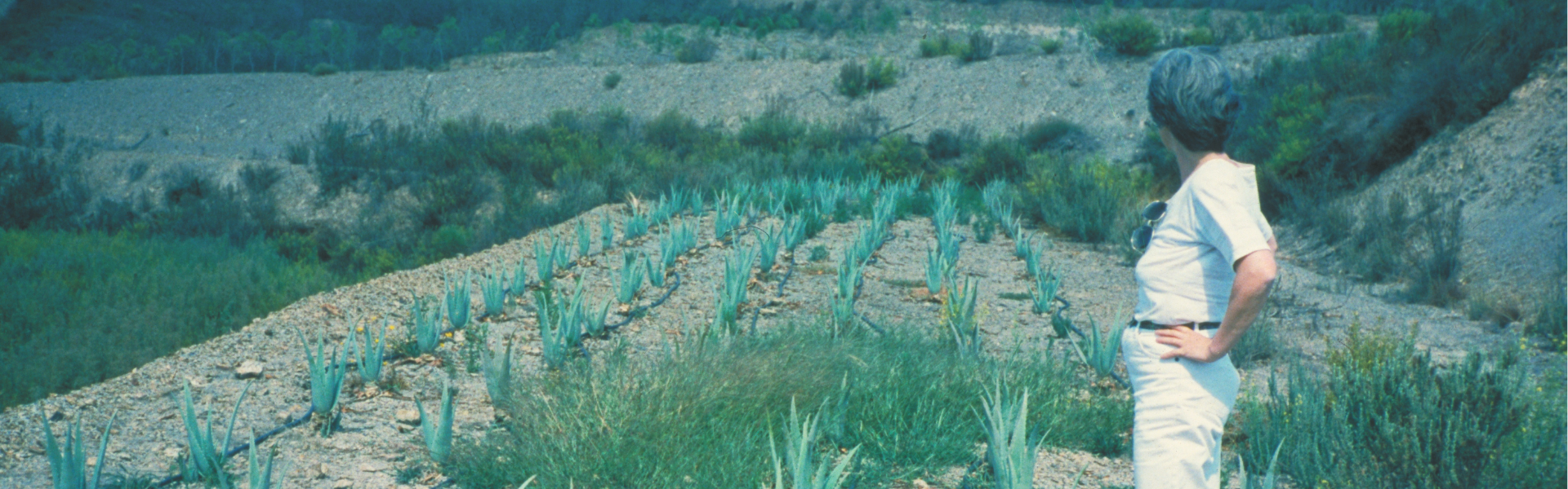 Margot Esser Anfänge Aloe Vera Anbau