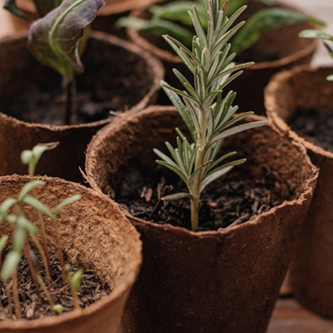 Unsere Aloe Vera